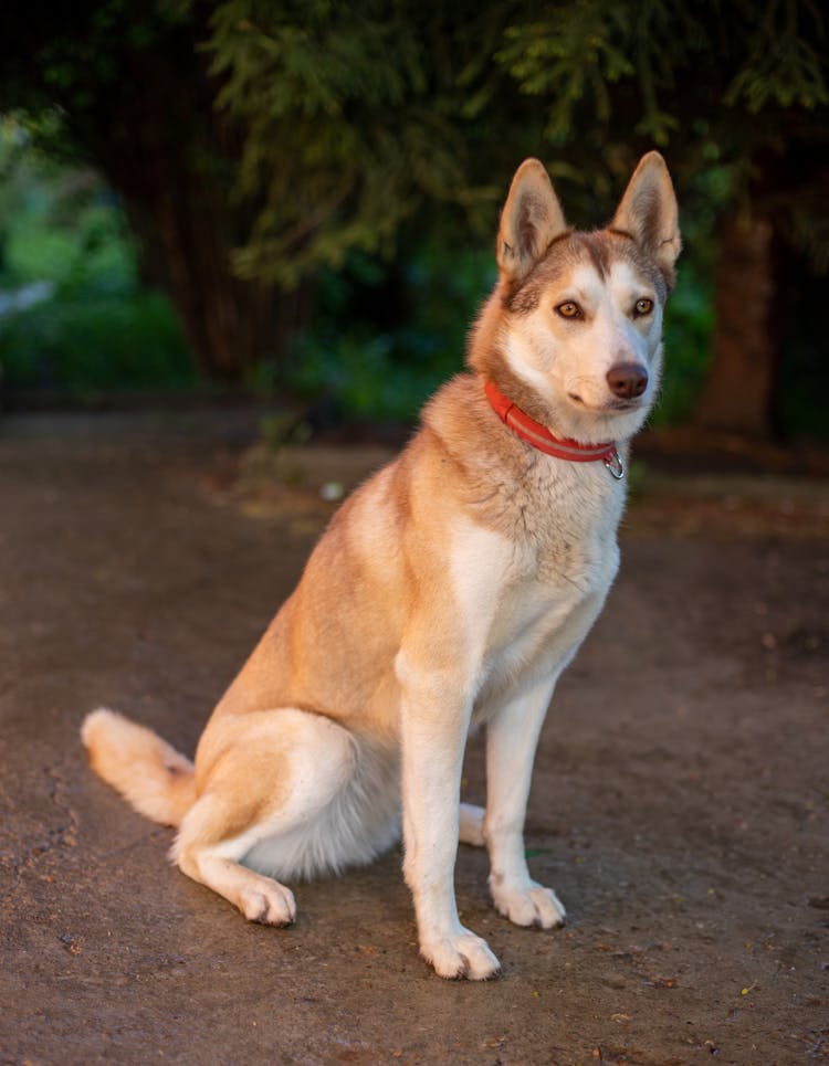 A Dog Sitting On The Ground