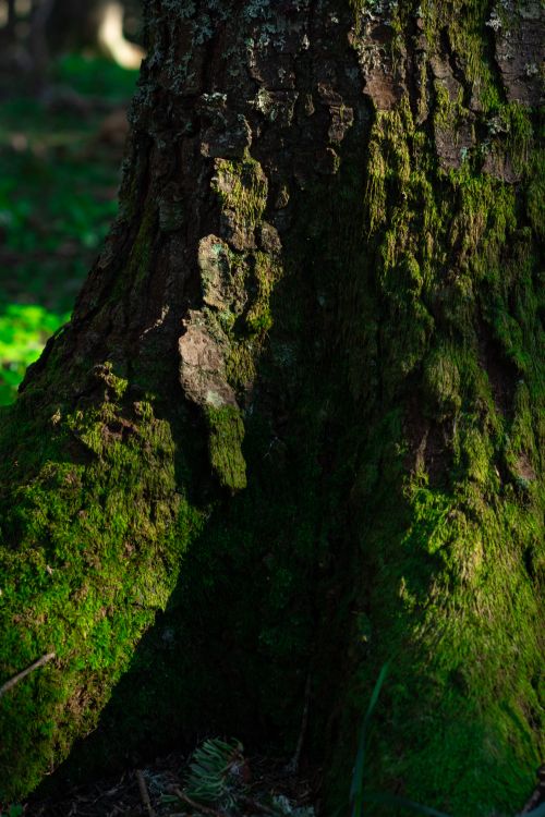 Free Close-up of a mossy tree trunk in Bolu, Turkey, showcasing lush greenery and texture in natural light. Stock Photo