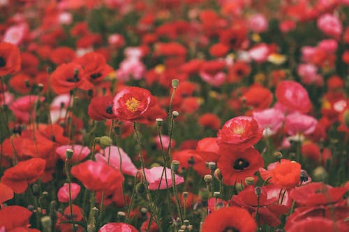 Free Poppy Flowers in Close Up Photography Stock Photo