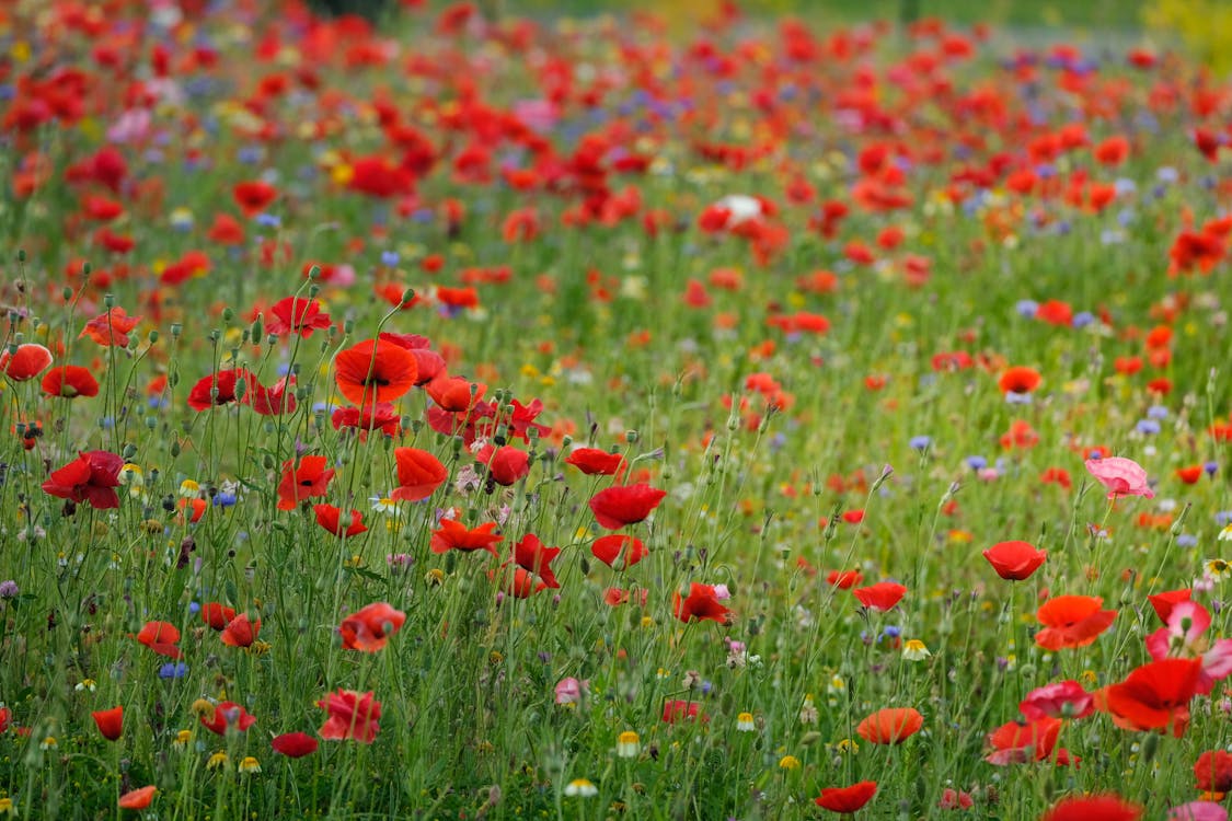 afyon çiçekleri, alan, arazi içeren Ücretsiz stok fotoğraf