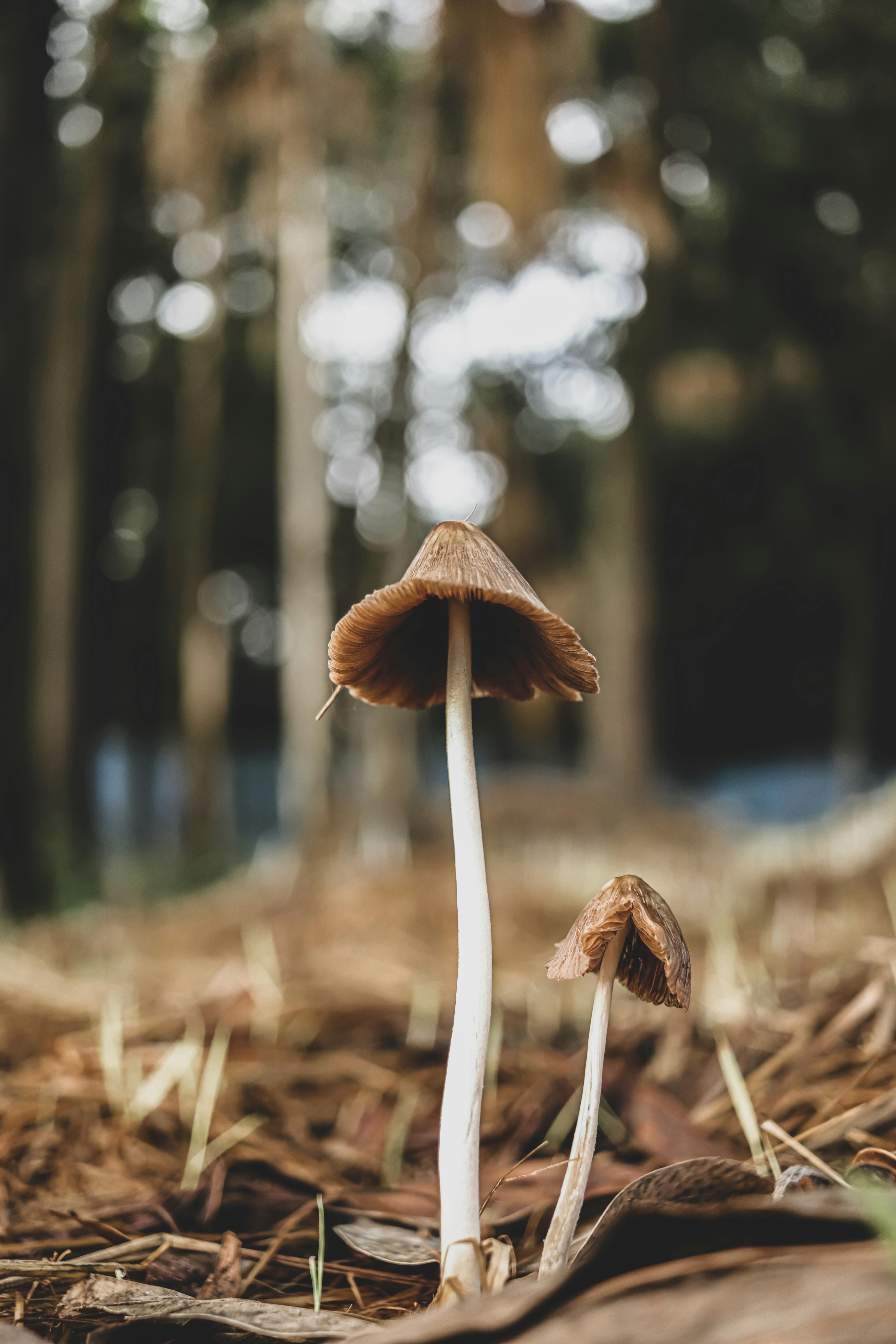 Close-up of mushrooms in a forest setting with a bokeh background, showcasing natural growth.