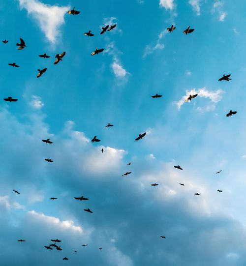 Free A dynamic flock of birds soaring in a clear blue sky with scattered clouds. Stock Photo