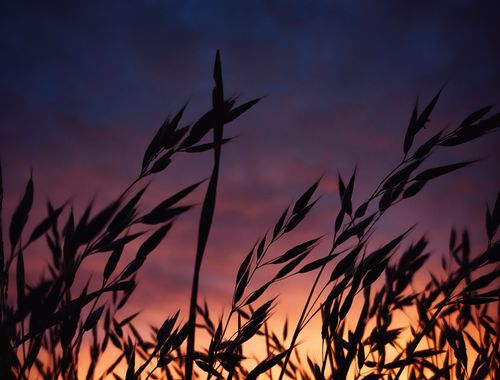 Free Silhouetted wheat against a dramatic twilight sky in Rykhal's'ke, Ukraine. Stock Photo