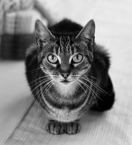 Grayscale Photo of a Cat 