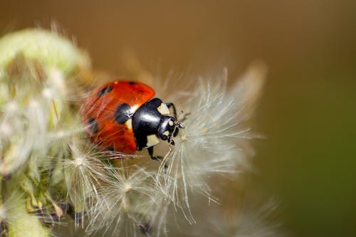 Macro Shot of a Ladybug on a Dandelion