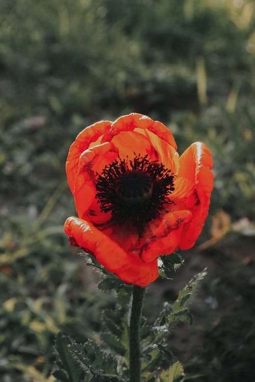 Immagine gratuita di bellissimo, botanico, fiore rosso