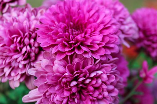 Free Close-up of vibrant pink chrysanthemums showcasing their detailed petals in full bloom. Stock Photo