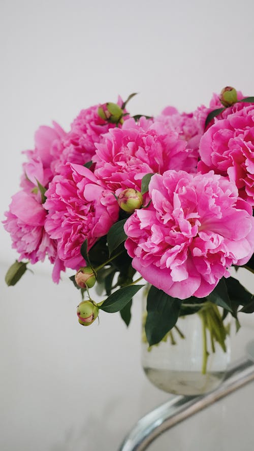 Pink Flowers in Bloom