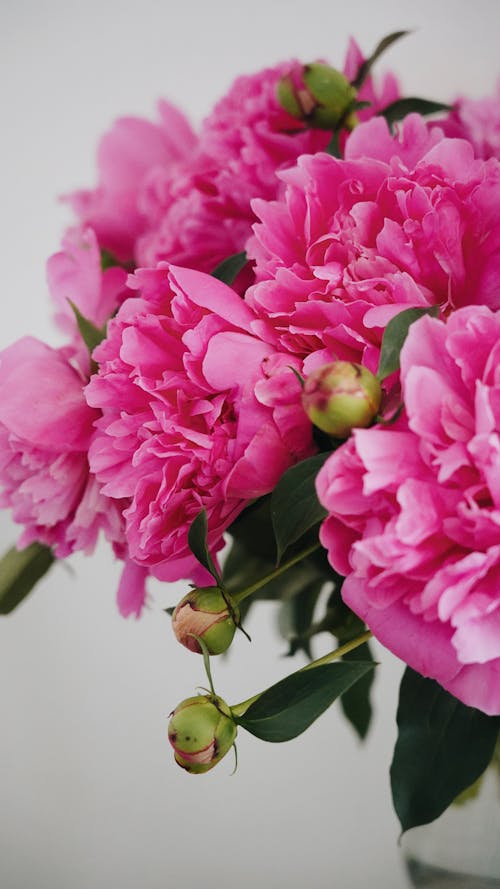 Pink Peonies in Bloom