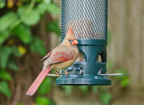 Foto profissional grátis de alimentador de aves, ave, cardeal