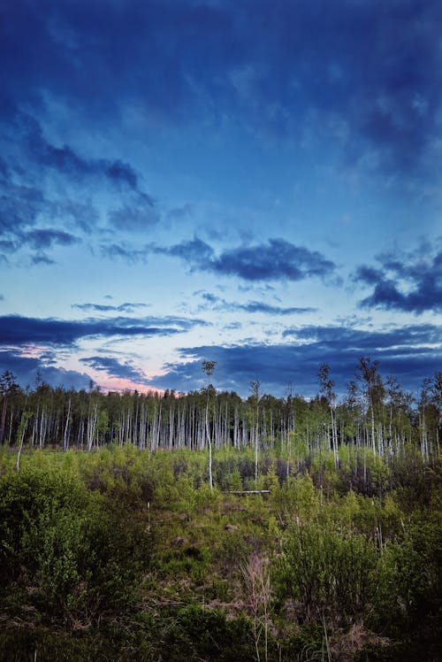 ağaçlar, alan, bulutlar içeren Ücretsiz stok fotoğraf