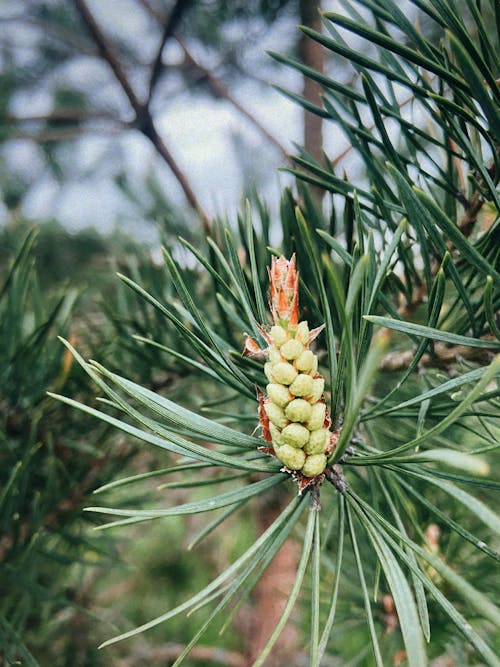 Yellow and Green Flower Bud in Close-Up Photography