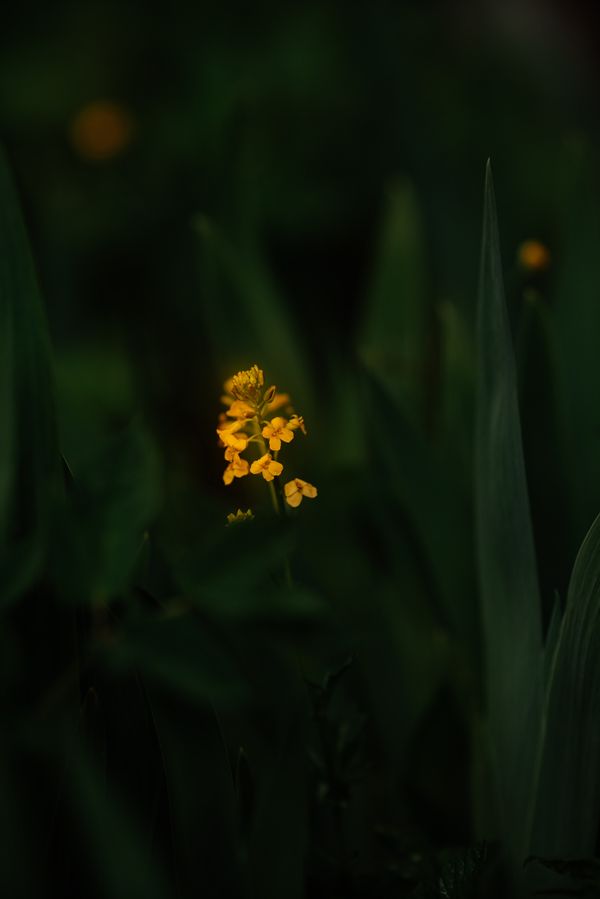 Petal macro by Anna Malysheva on Pexels