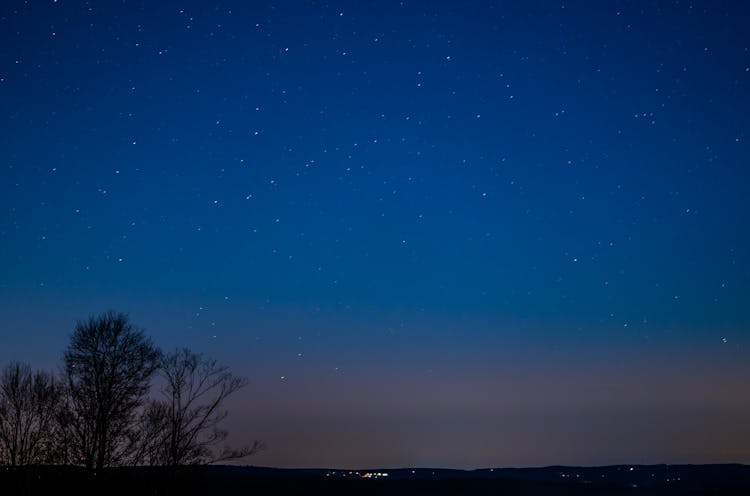 Silhouetted Trees And Starry Night Sky 