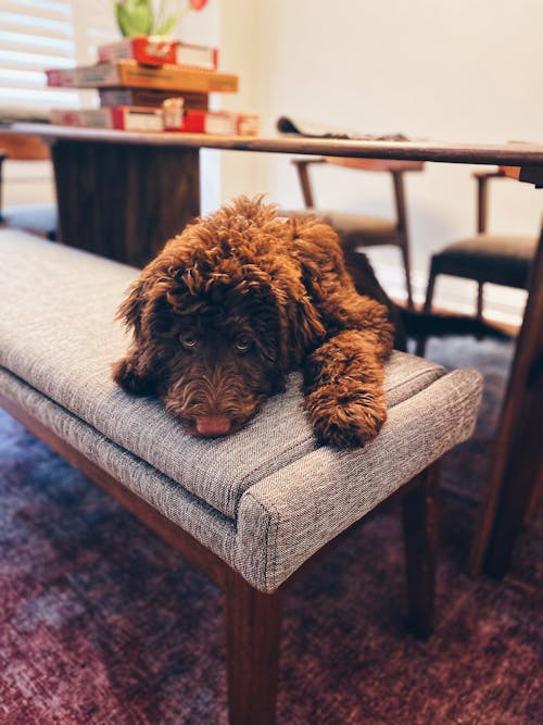 Brown Poodle on a Bench