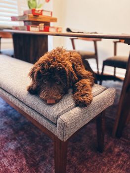 Brown Poodle on White Padded Chair