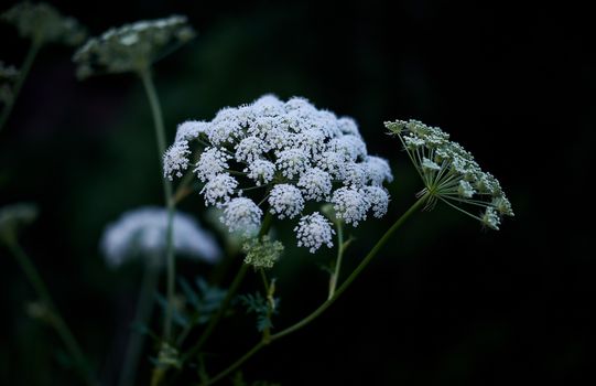 黑色背景中，白牛欧芹的特写唤起了宁静的花园氛围