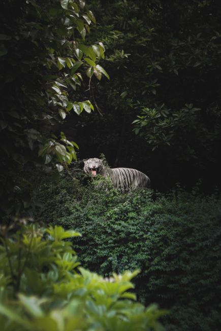 Bengal tiger camouflaged in dense Mexican forest foliage, showcasing wildlife in nature.