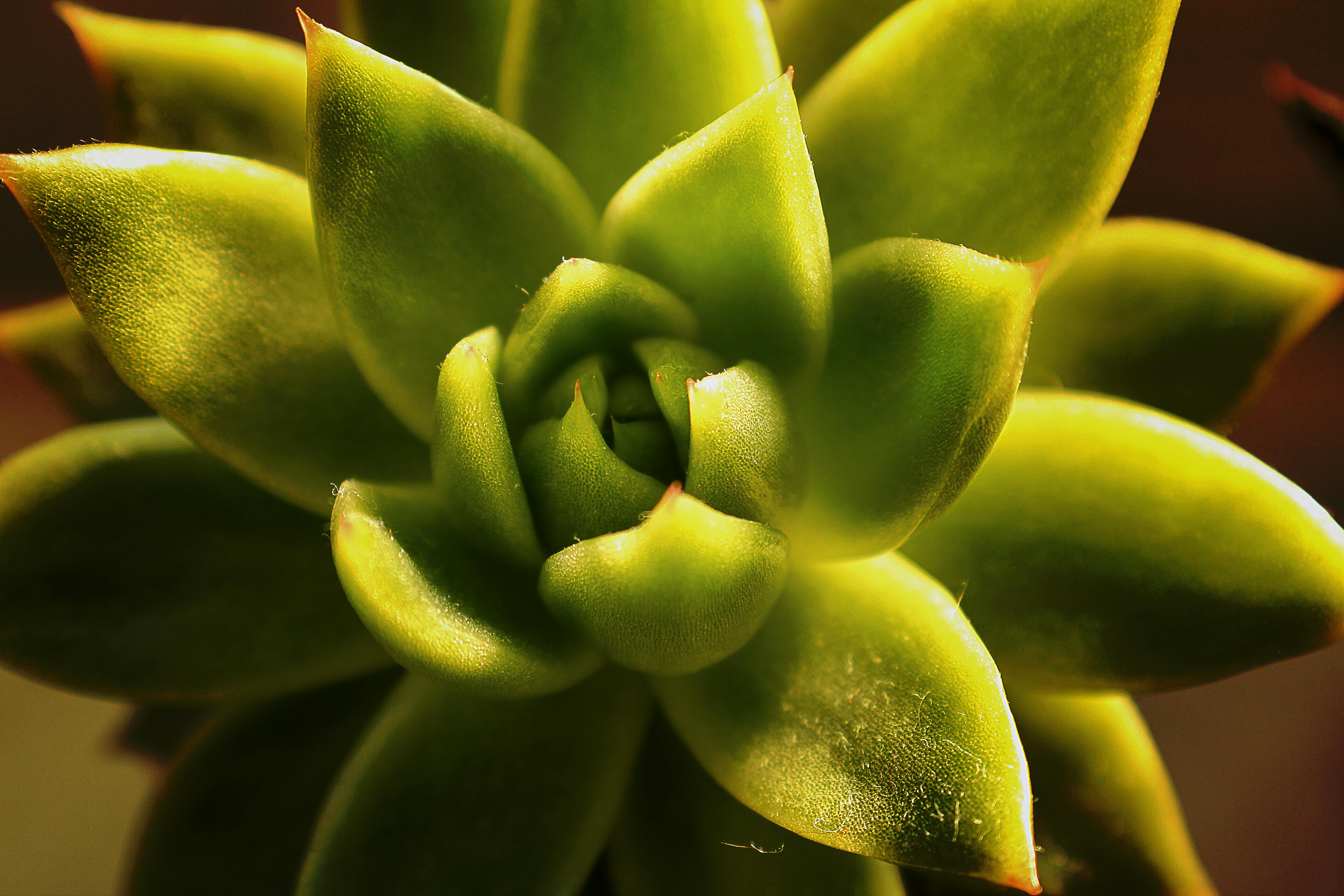 Free stock photo of green, Sempervivium, succulent plants