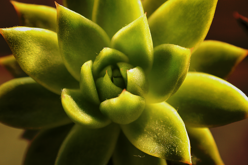 Free stock photo of green, sempervivium, succulent plants Stock Photo