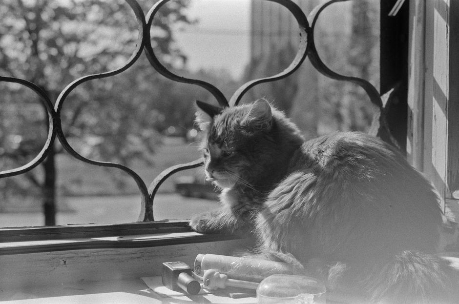 Fotomural Una imagen en escala de grises de un gato descansando en el alféizar de la ventana con luz natural suave.