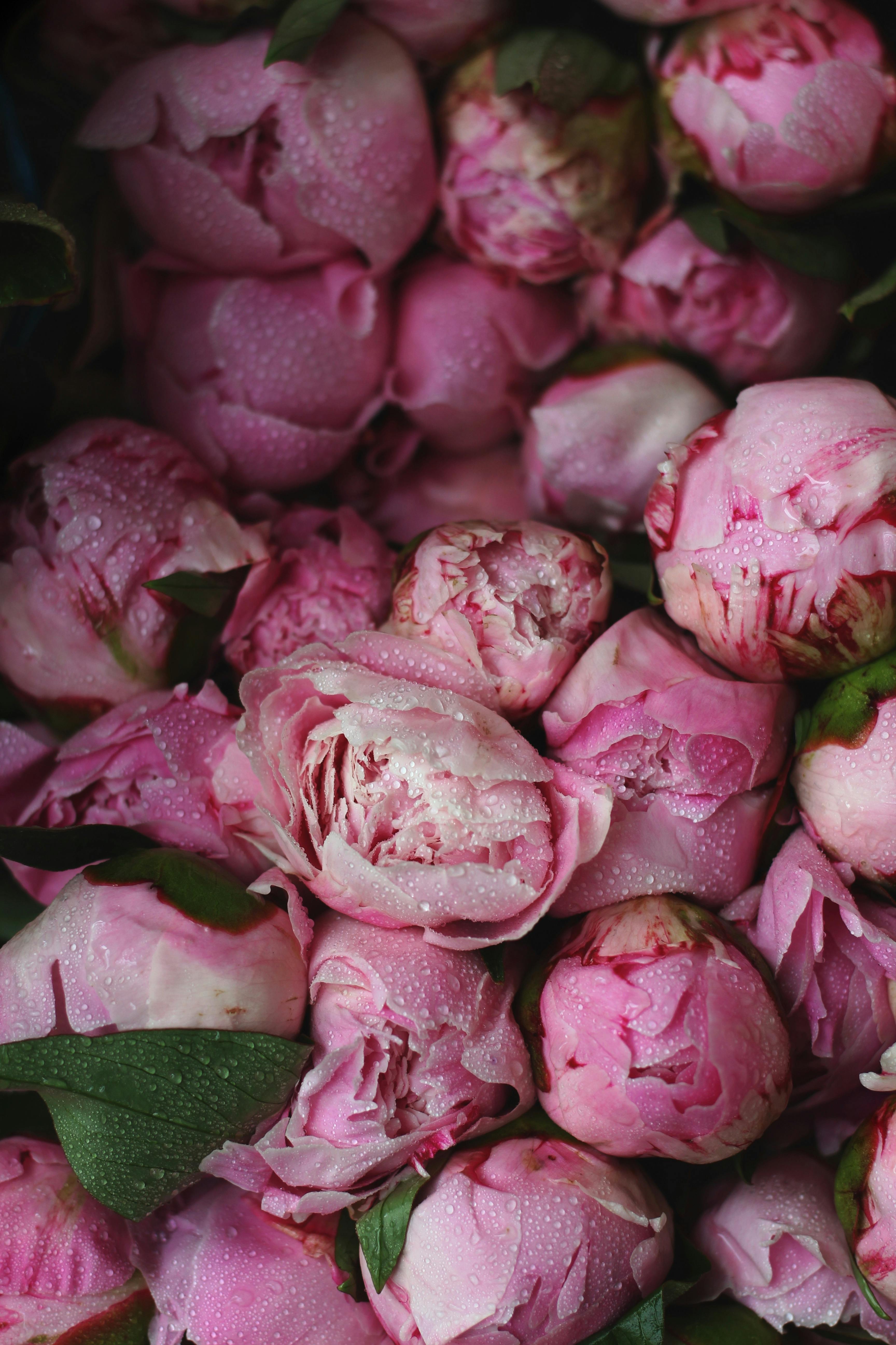 A collection of vibrant pink peonies covered in glistening water droplets, capturing the essence of blooming nature.