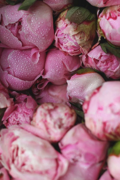 Foto profissional grátis de beleza, botões, cabeças de flores