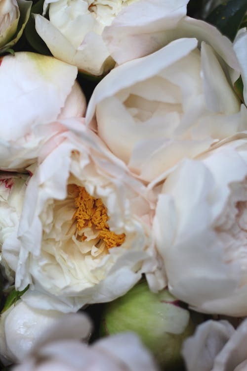 Darmowe zdjęcie z galerii z białe kwiaty, bukiet kwiatów, fotografia kwiatowa