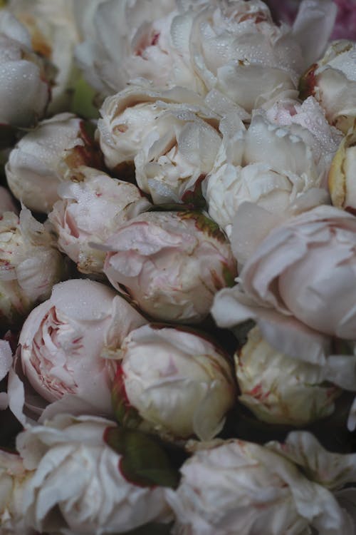 White Blossoming Flowers with Water Droplets in Close Up Photography