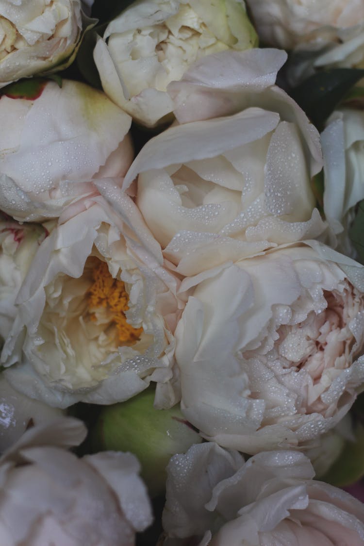 White Peonies In Close-up Photography