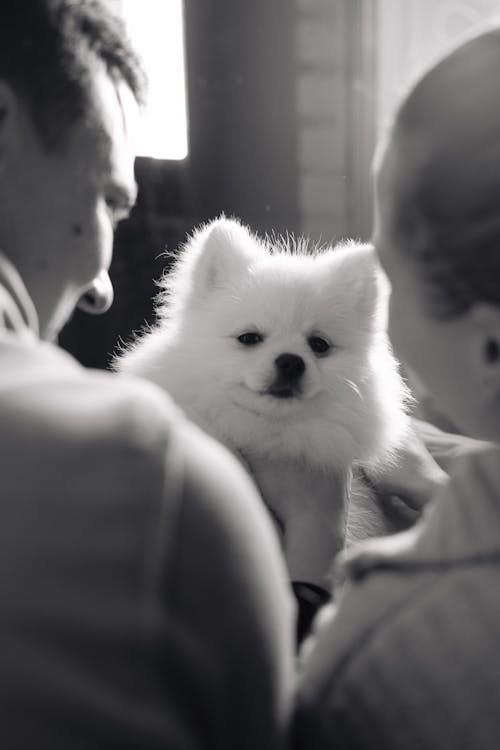 Close Up Photo of Man and Woman Looking at a Dog