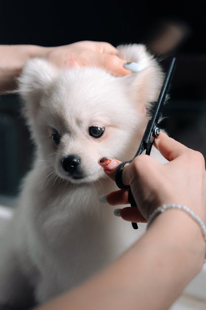 How to use thinning scissors' dog grooming