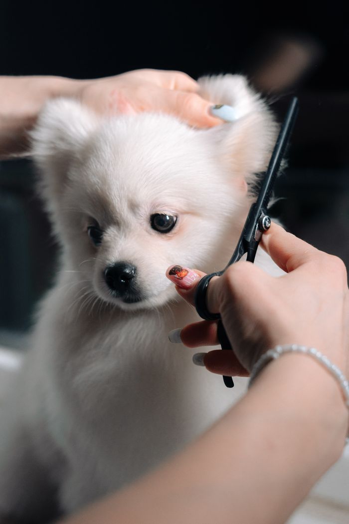 Temporary stock photo — A white puppy mid-haircut during a grooming session