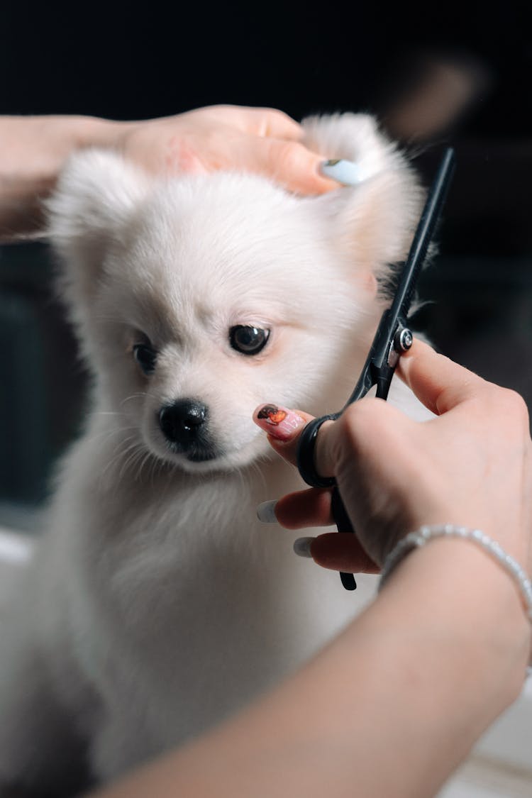 Woman Cutting Dogs Hair