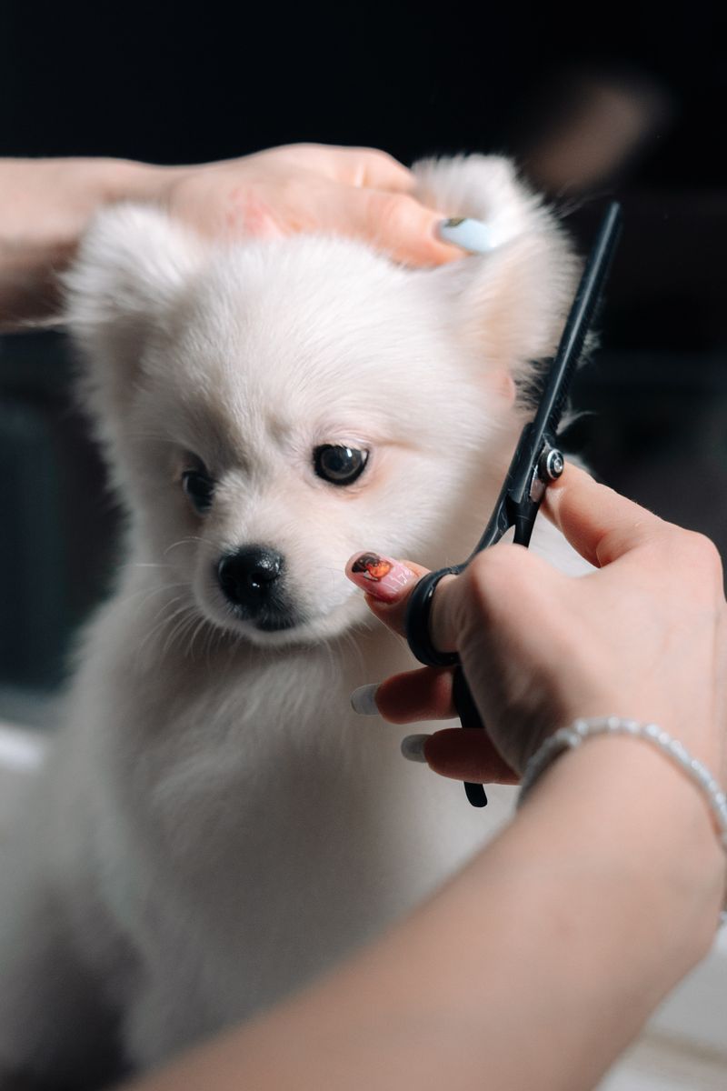 はじめてのカットを受ける白い子犬