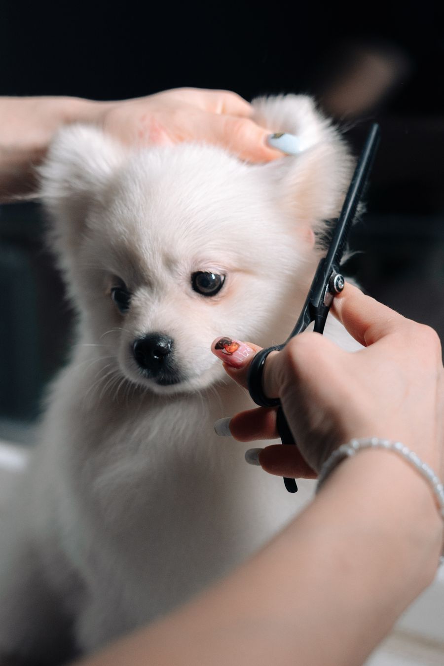 A white puppy having a haircut at a grooming salon