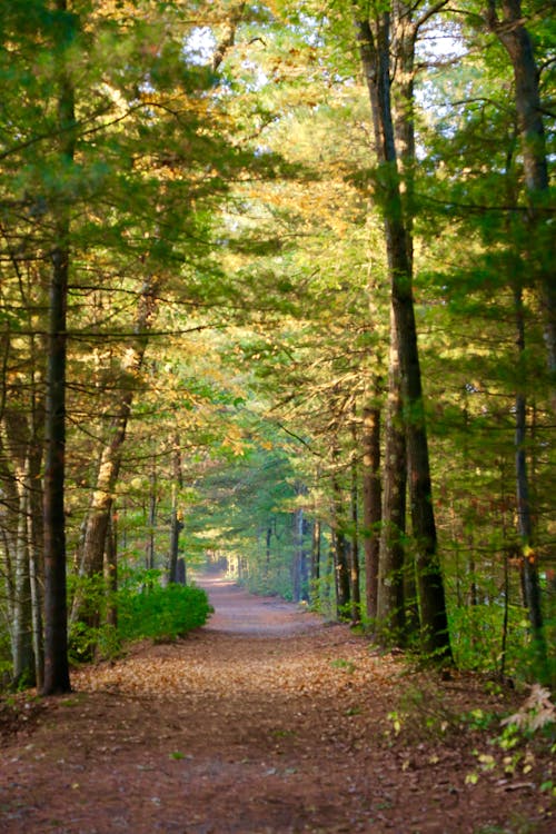 Darmowe zdjęcie z galerii z drzewa, las, natura