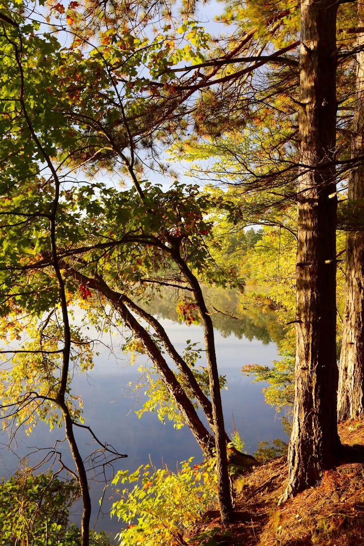 View Of A Lake In A Forest