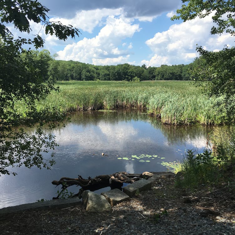 Marsh Reed Swamp Near Forest