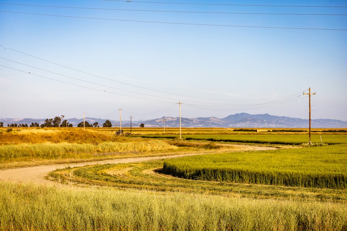 Grain Fields Under Blue Sky