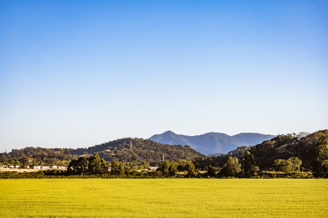 Grain Field Near Mountains and Trees Under Blue Sky