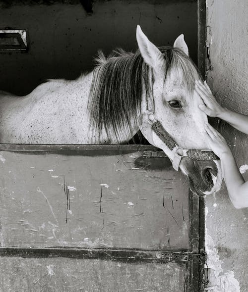 Δωρεάν στοκ φωτογραφιών με άλογο, ασπρόμαυρο, ζώο