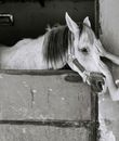 Free stock photo of black horse, feel, horse