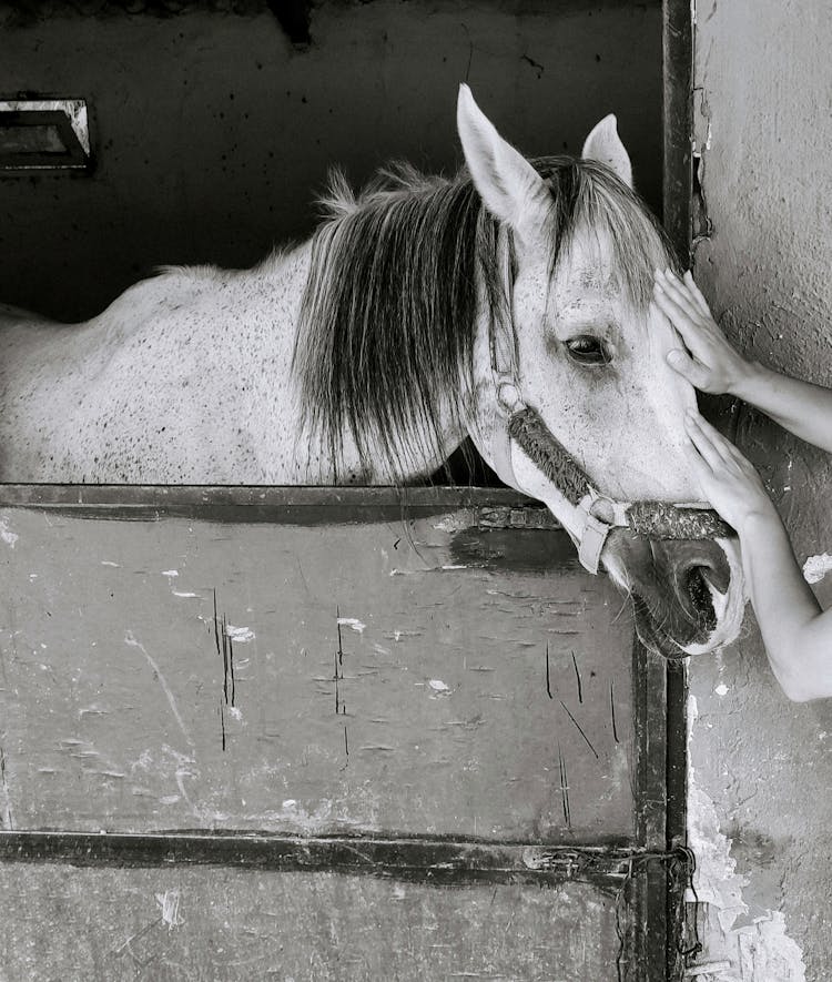 Hands Patting Horse