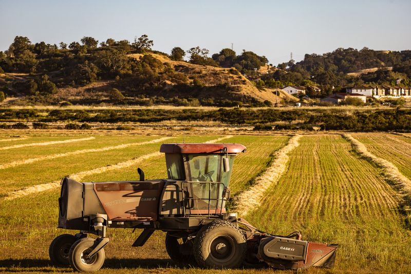 Forestry mulching machine opening a path through dense rural brush