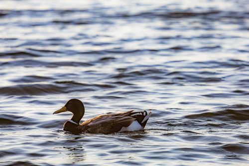 Free A peaceful mallard duck swimming across a rippling water surface, captured in natural light. Stock Photo