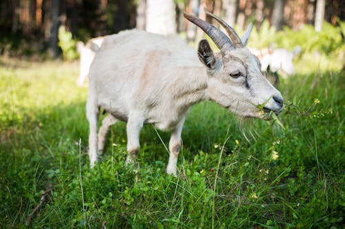 White Goat Eating Grass
