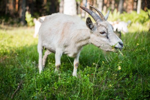 Free A domestic goat munching on grass in a sunlit rural meadow. Stock Photo