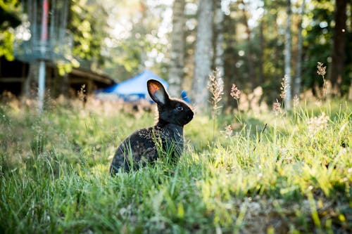 Foto Des Schwarzen Kaninchens
