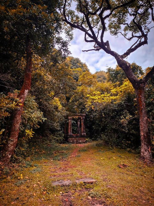 Foto profissional grátis de floresta de árvores, floresta de outono